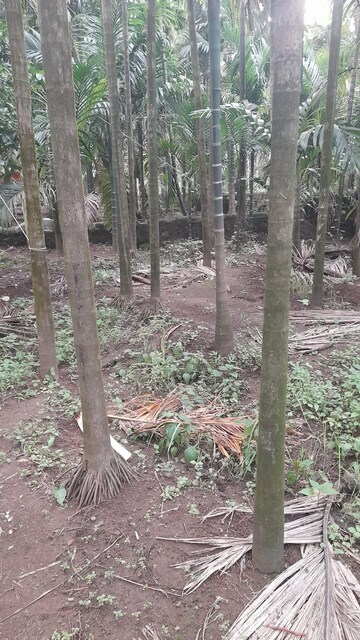  Plot For Sale in Alibag