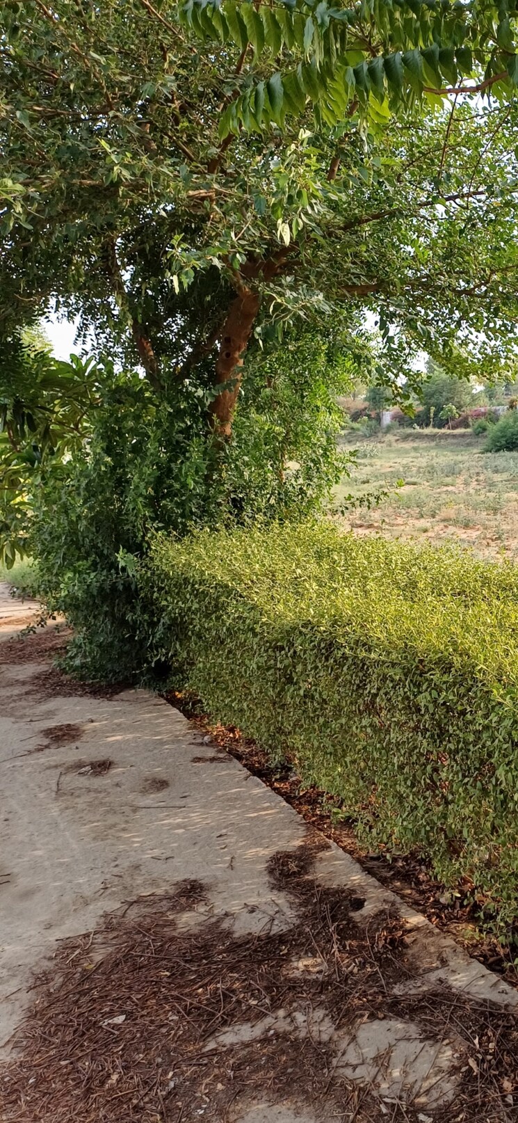 Garden, jewar  201 Sq.Yd. Plot In Jewar Greater Noida 8825043