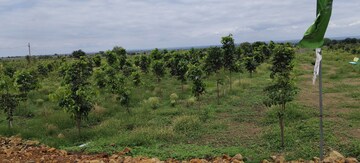  Plot For Sale in Narayankhed