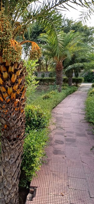  Plot For Sale in Jewar