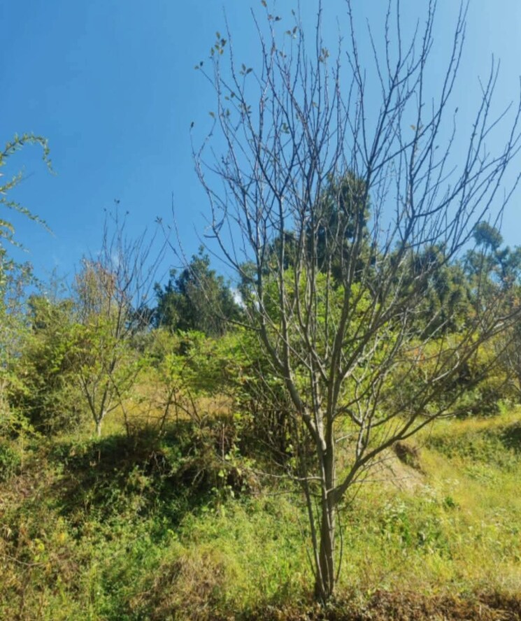 Garden, kandaghat 4 Bedroom 2200 Sq.Ft. Villa In Kandaghat Solan 8832361