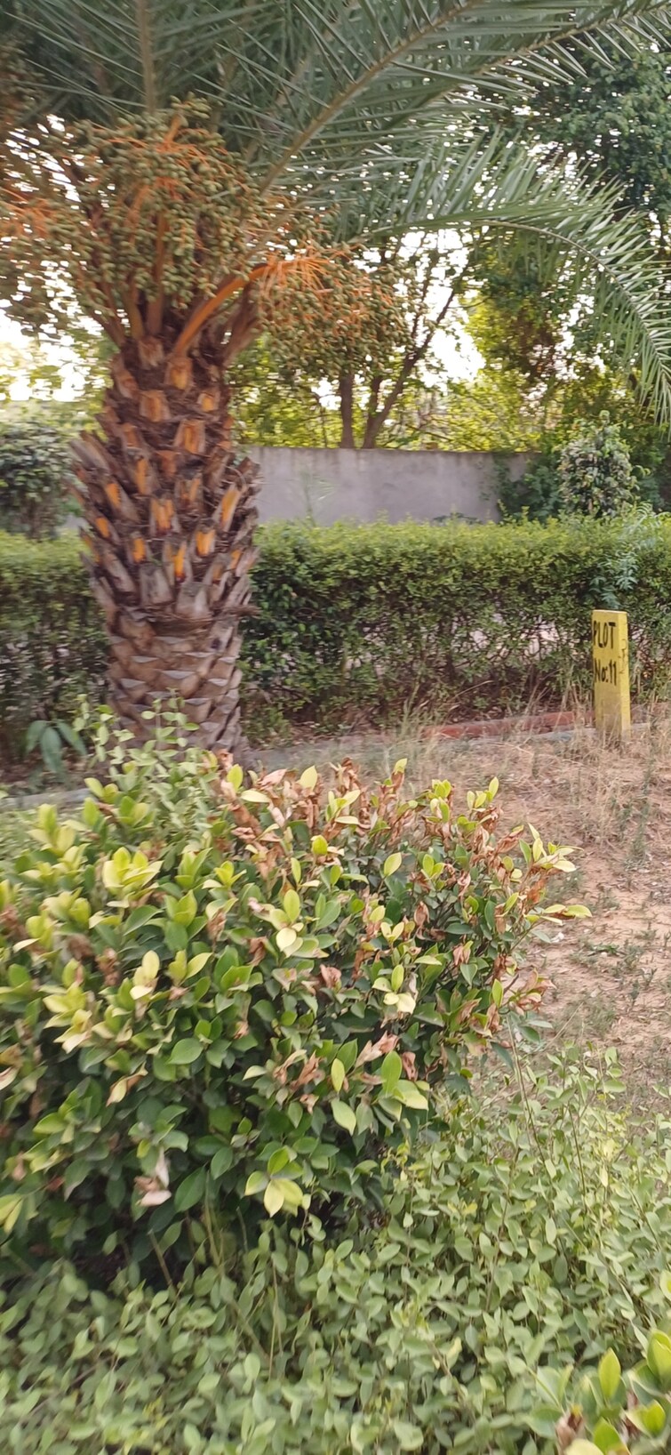 Cover Image, jewar  210 Sq.Yd. Plot In Jewar Greater Noida 8832601