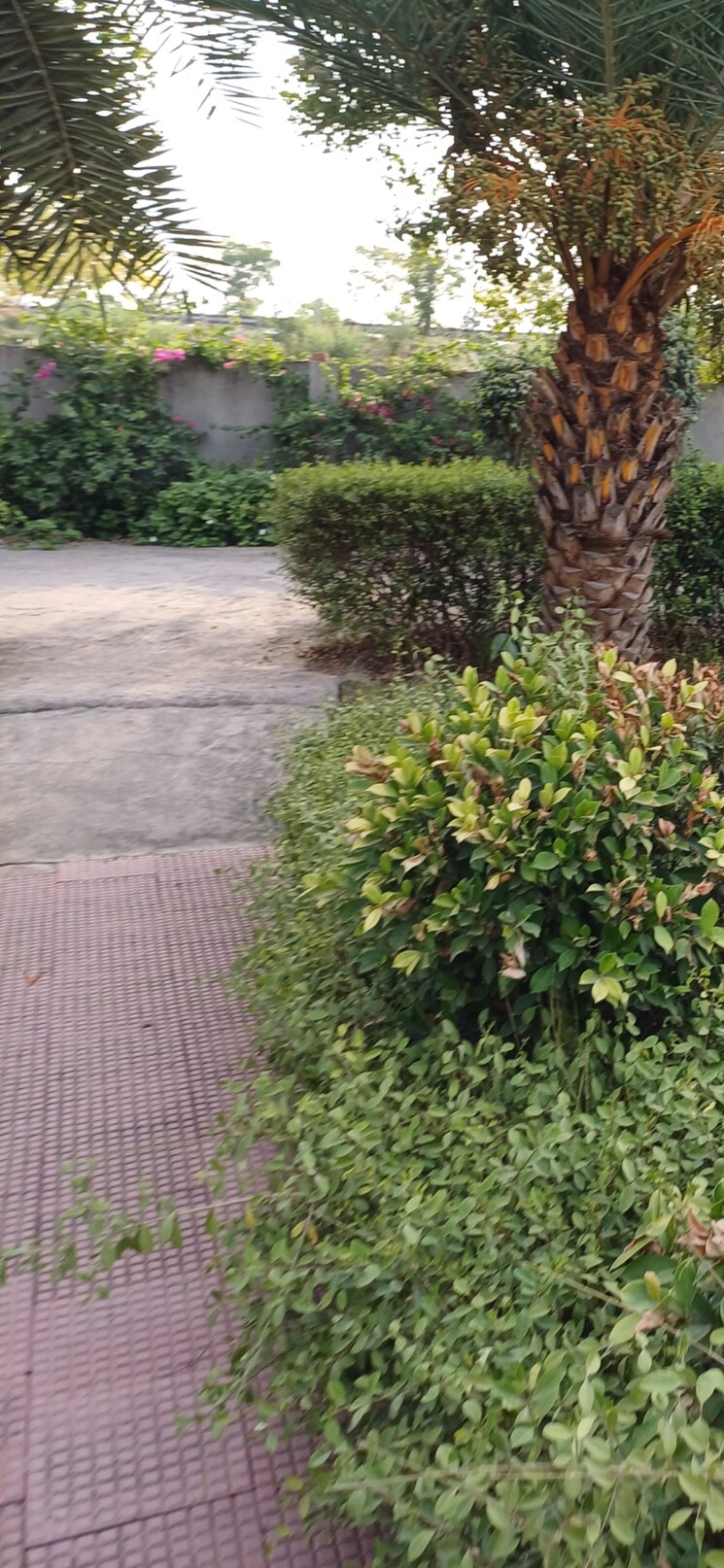 Garden, jewar  211 Sq.Yd. Plot In Jewar Greater Noida 8832649