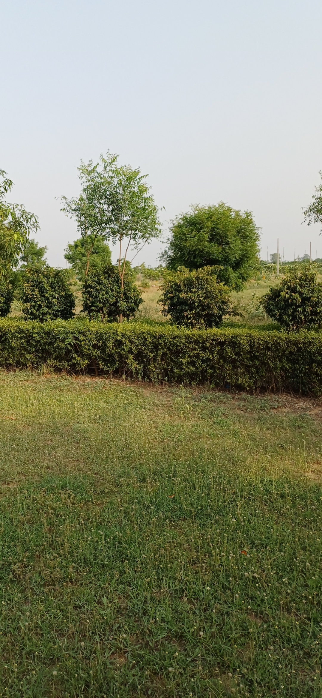 Plot For Sale in Harit City 