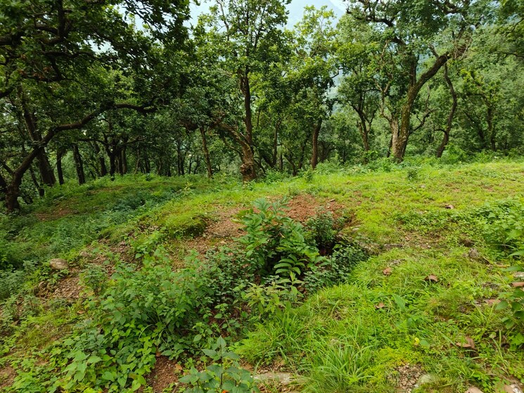 undefined, ramnagar Commercial Land 6808 Sq.Ft. In Ramnagar Nainital 8835046