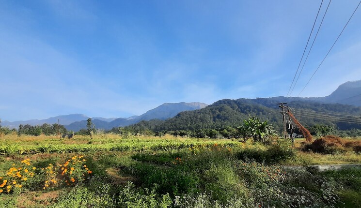 undefined, kotabagh  250 Sq.Yd. Plot In Kotabagh Nainital 8835801