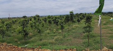  Plot For Sale in Narayankhed