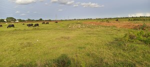 Plot Area in  Plot at Patrapada – for Sale