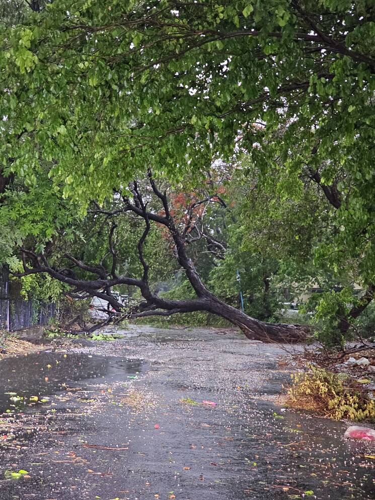 Garden, ansal-sushant-apartments  800 Sq.Yd. Plot In Sushant Lok I Gurgaon 8840085