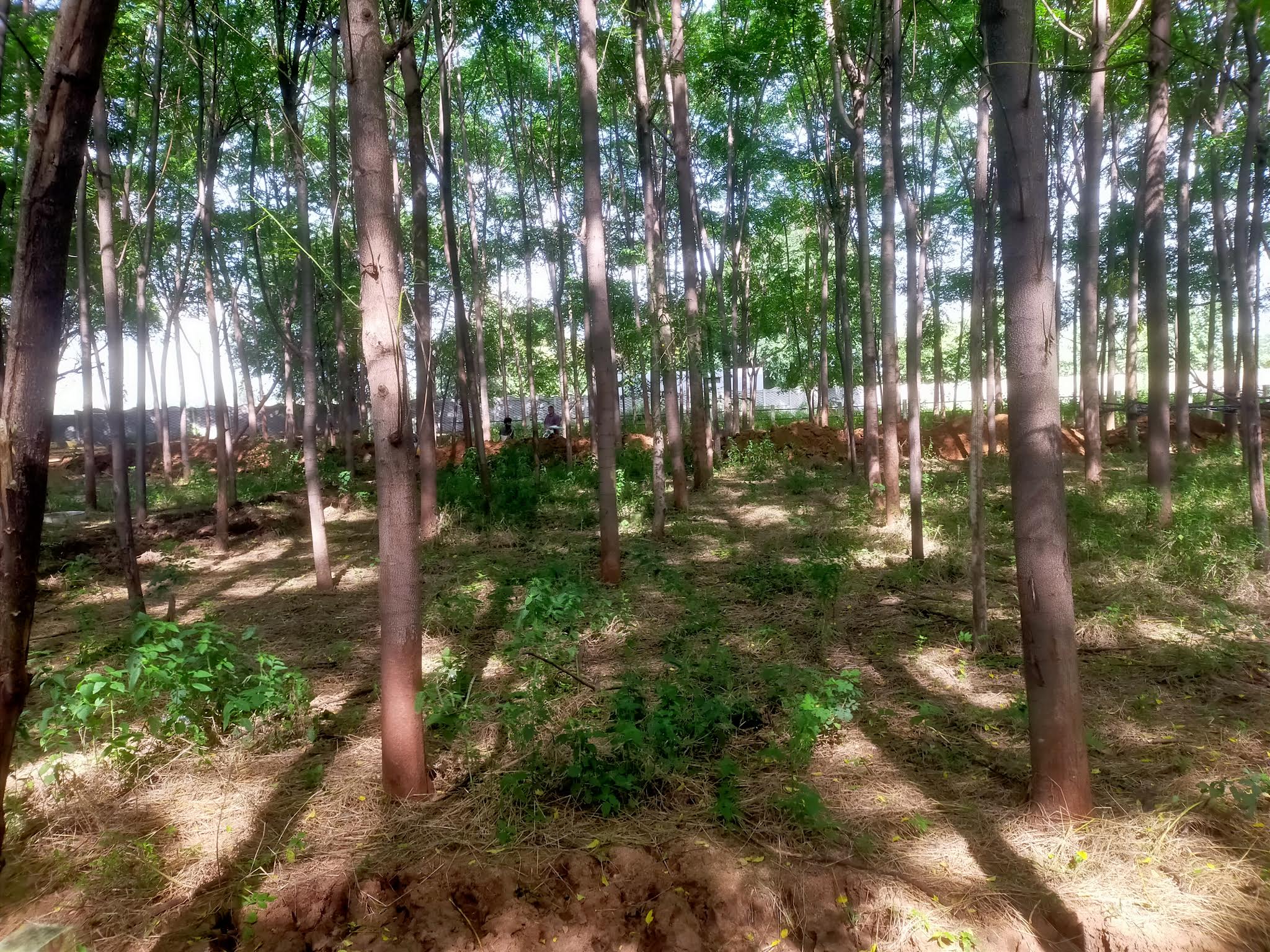 Plot For Sale in Suvida Farm Site Yellakon