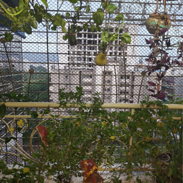 1 BHK Apartment – Garden View at Ganga Towers, Kamothe - for Rent