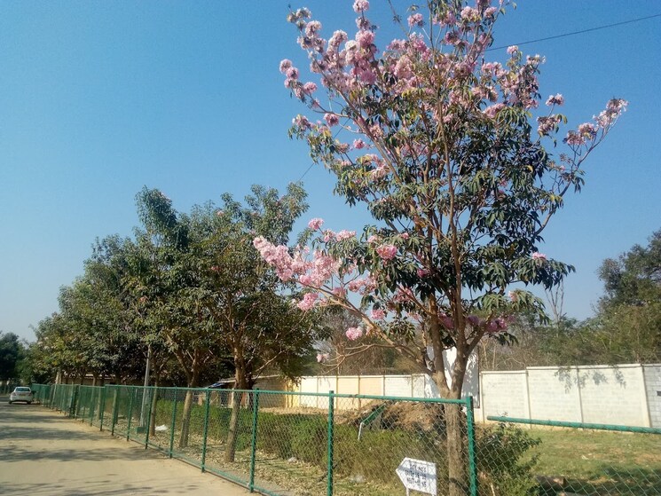 Garden, skanda-avani  1200 Sq.Ft. Plot In Sarjapur Road Bangalore 8847049