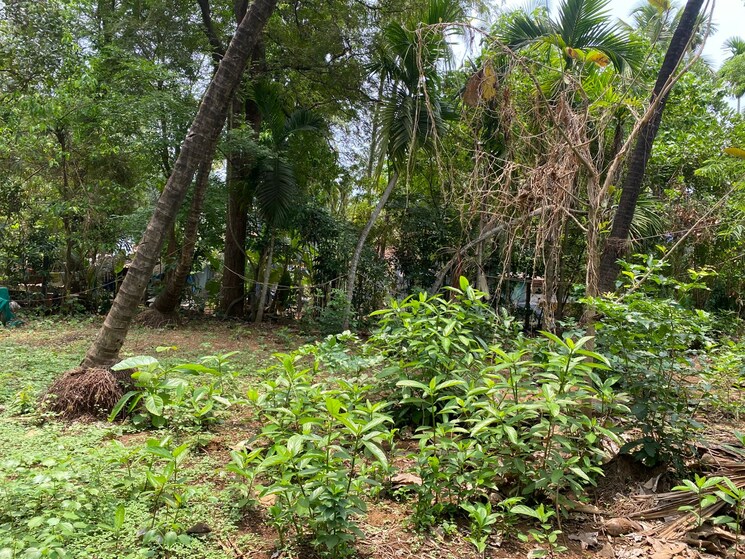 undefined, alibag  8500 Sq.Ft. Plot In Alibag Raigad 8847222