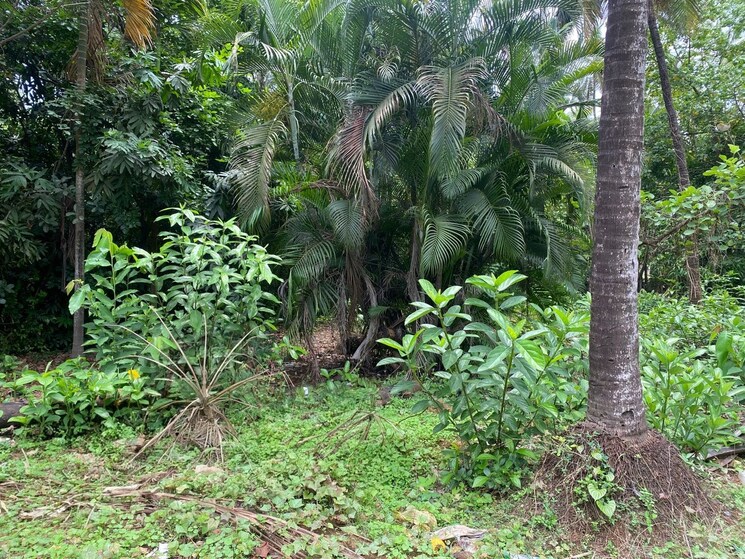 Garden, alibag  8500 Sq.Ft. Plot In Alibag Raigad 8847222