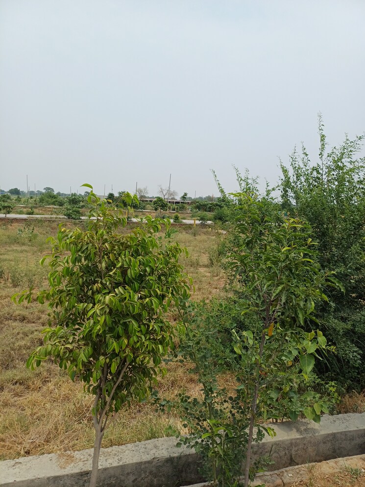 Garden, jewar  227 Sq.Yd. Plot In Jewar Greater Noida 8849105