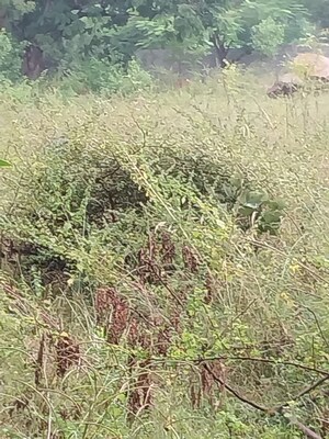  Plot – Garden View at Tatti Annaram - for Sale