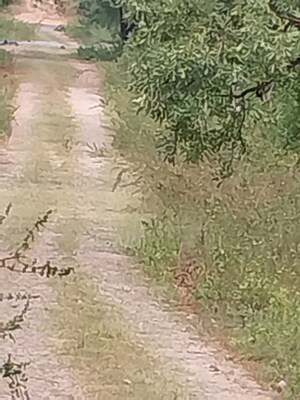 Plot Area in  Plot at Tatti Annaram – for Sale