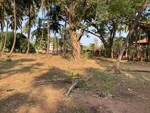 40000 Sq.Ft. Plot in Alibag