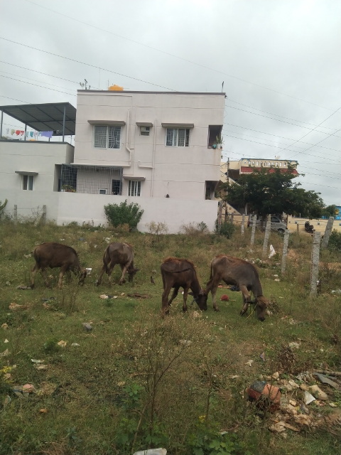 Plot For Sale in Santosha Nilayam