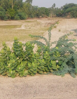 Plot Area in  Plot at Raebareli Road – for Sale