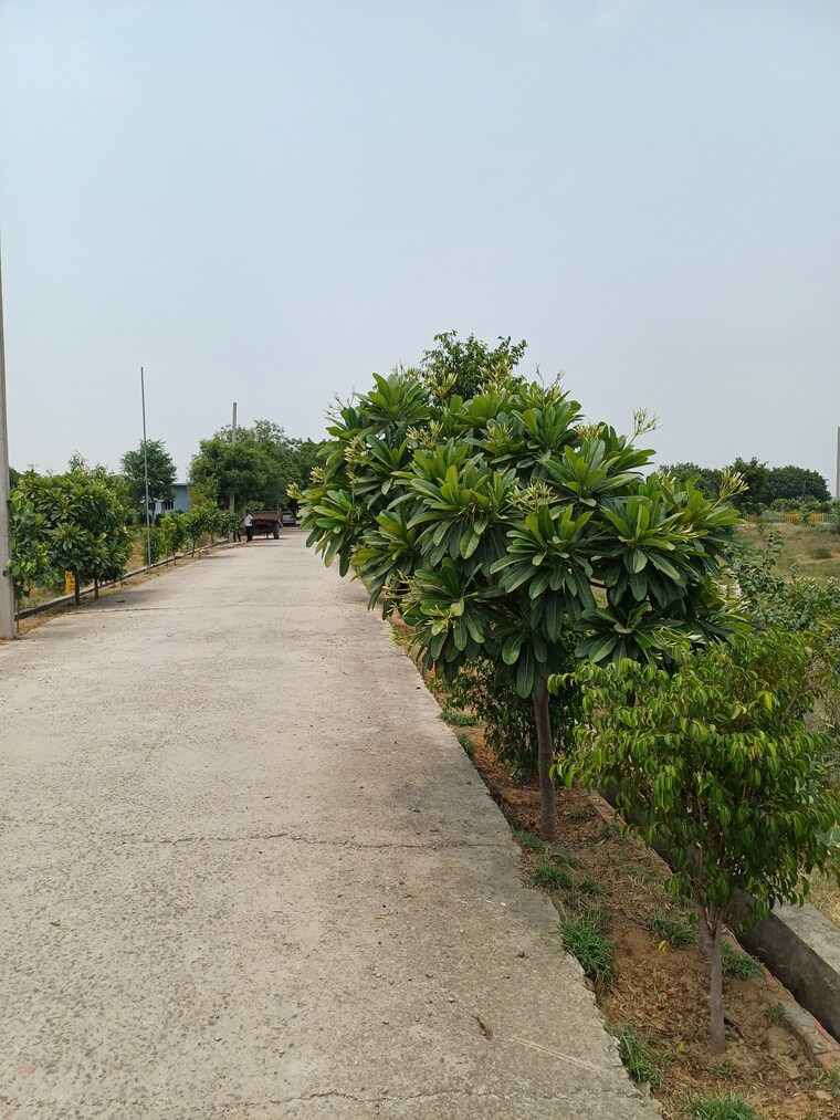 Garden, jewar  229 Sq.Yd. Plot In Jewar Greater Noida 8856407