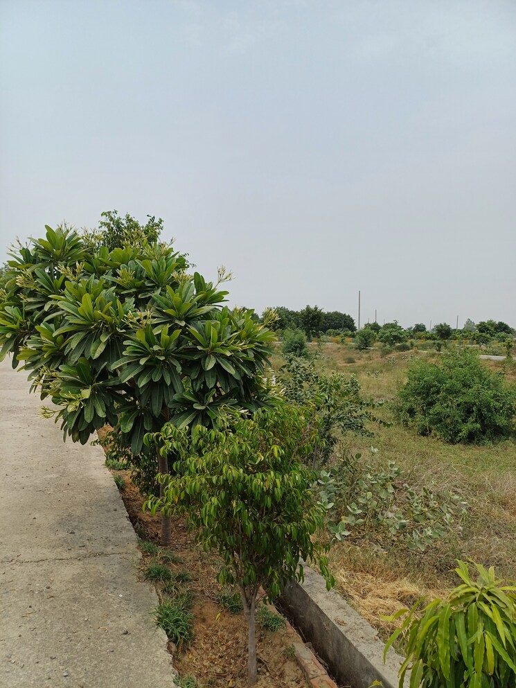 Garden, jewar  230 Sq.Yd. Plot In Jewar Greater Noida 8856747