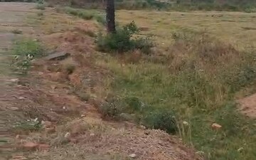 Land For Rent in Softa