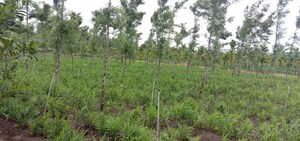 Plot Area in  Plot at Doddakammanahalli – for Sale