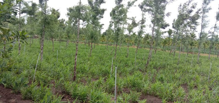 undefined, doddakammanahalli  1200 Sq.Ft. Plot In Doddakammanahalli Bangalore 8860385