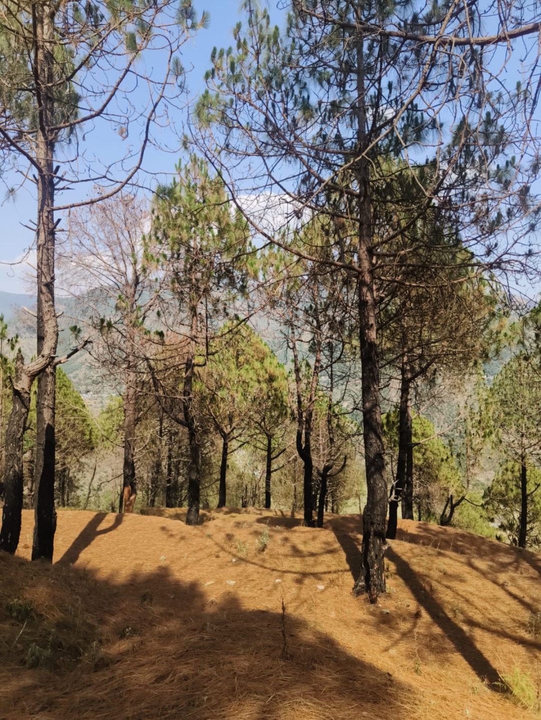 Plot For Sale in Dhanolti, Massuri 