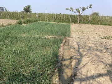 Plot Area in  Plot at Babupur – for Sale