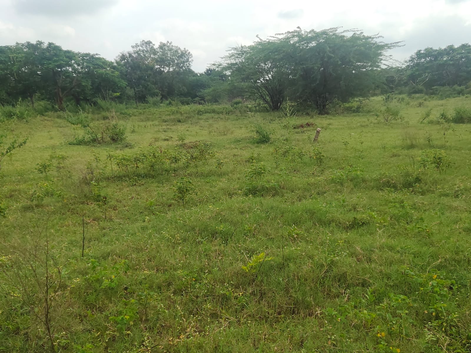 Plot For Sale in Kothur