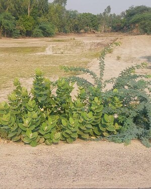 Plot Area in  Plot at Raebareli Road – for Sale