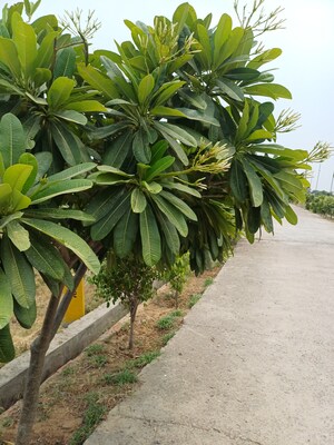  Plot For Sale in Jewar