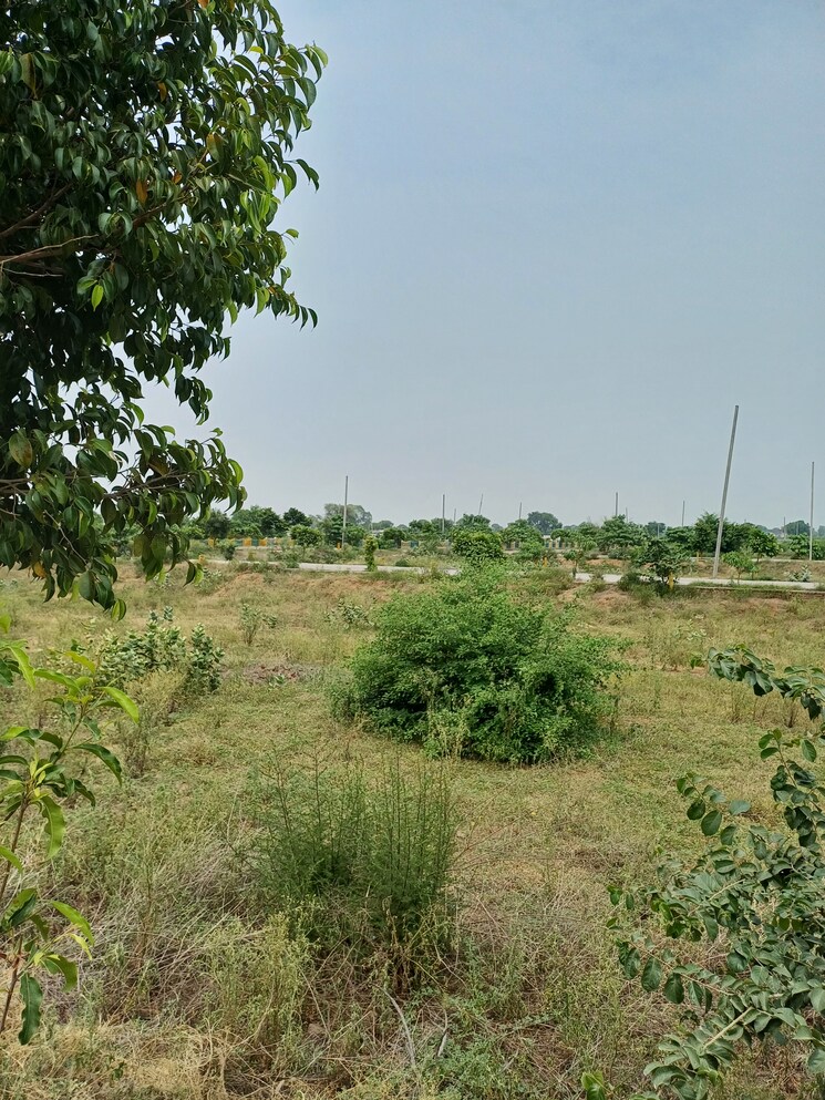 Garden, jewar  239 Sq.Yd. Plot In Jewar Greater Noida 8872850