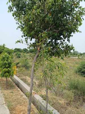  Plot – Garden View at Jewar - for Sale