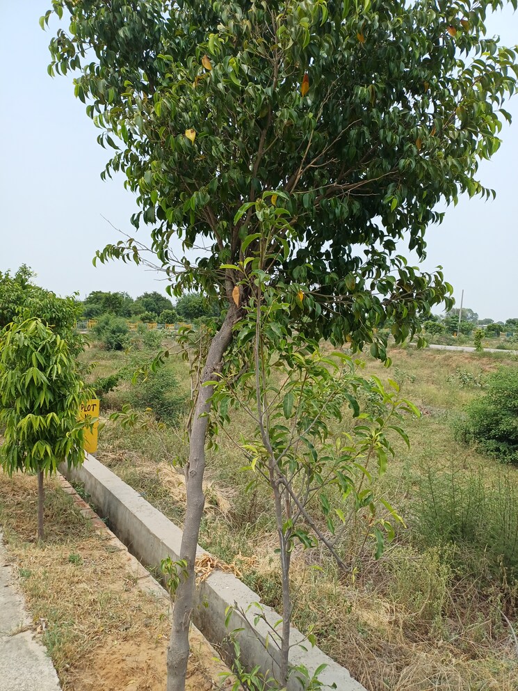 Garden, jewar  239 Sq.Yd. Plot In Jewar Greater Noida 8872850