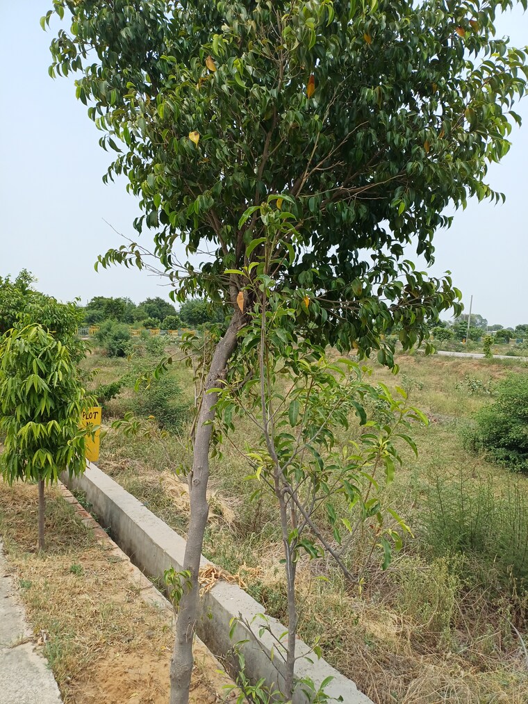 Garden, jewar  239 Sq.Yd. Plot In Jewar Greater Noida 8872850