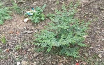 Land For Sale in Manish Nagar