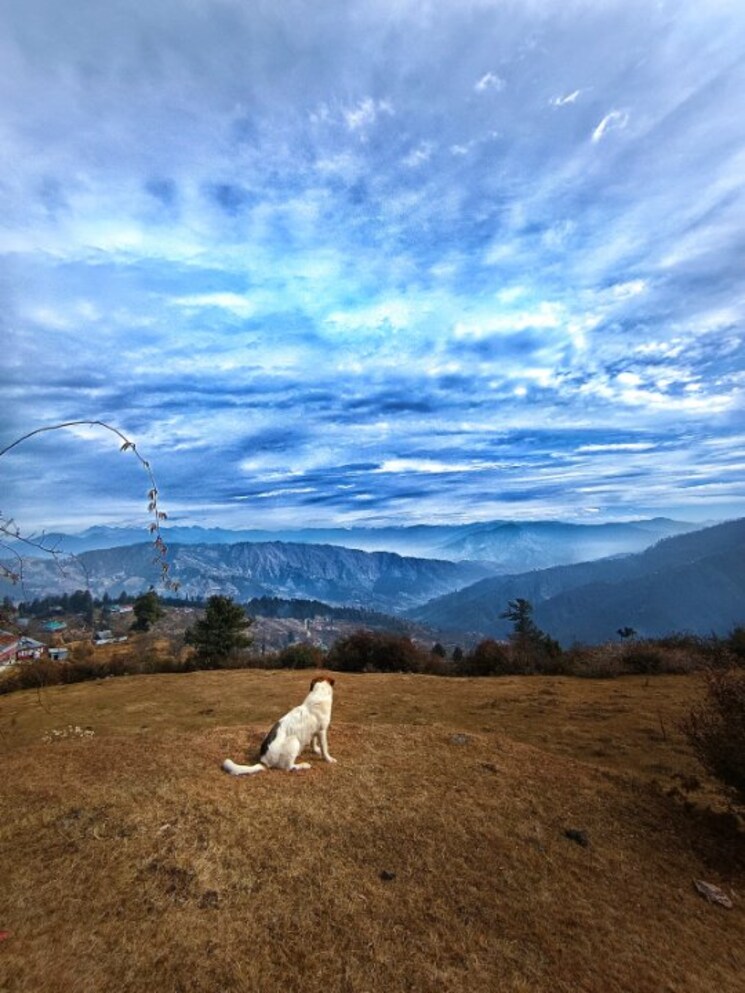 undefined, himachal pradesh secretariat  8712 Sq.Ft. Plot In Himachal Pradesh Secretariat Shimla 8881163