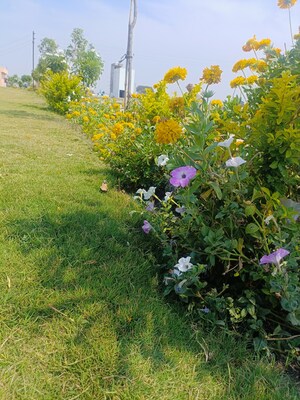  Plot – Garden View at Ringnodiya - for Sale