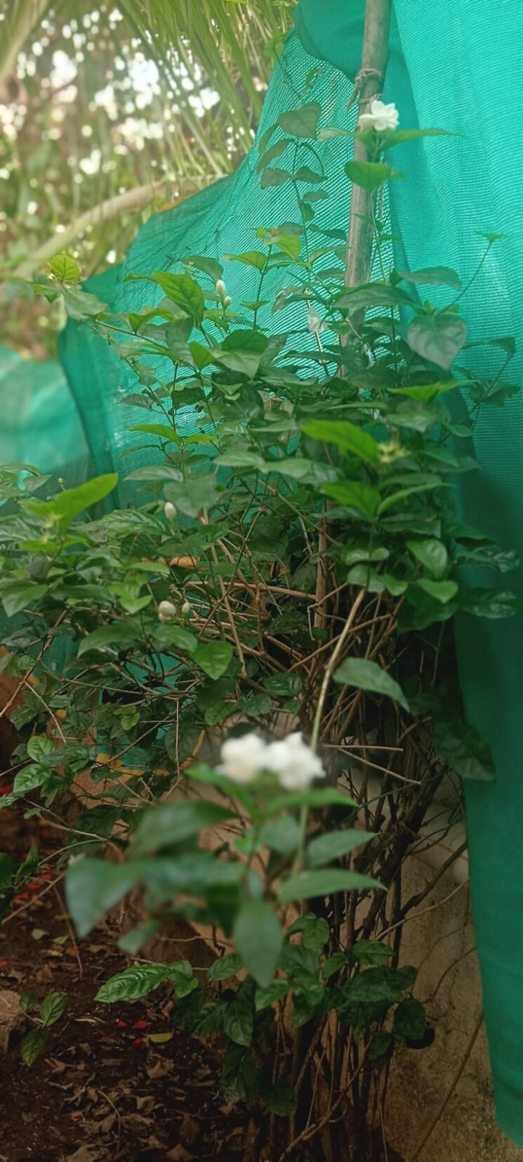 Garden, karan-bella-vista 3 Bedroom 1750 Sq.Ft. Villa In Manjari Pune 8895304