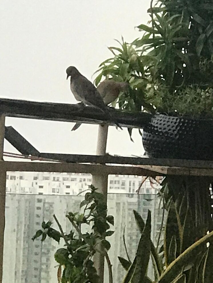 Exterior View, gaur-sportswood 3.5 Bedroom 2280 Sq.Ft. Apartment In Sector 79 Noida 8898582