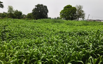 Plot For Sale in Dlf Phase ii
