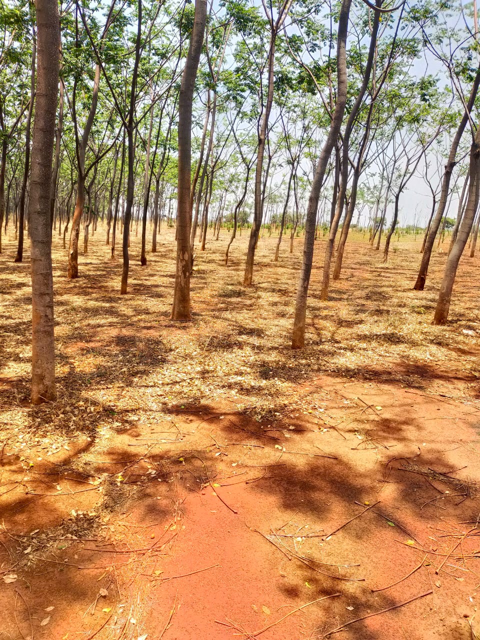 Plot For Sale in Shankarpalli