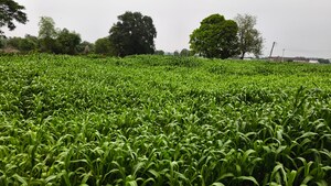  Plot – Garden View at Sector 57 - for Sale