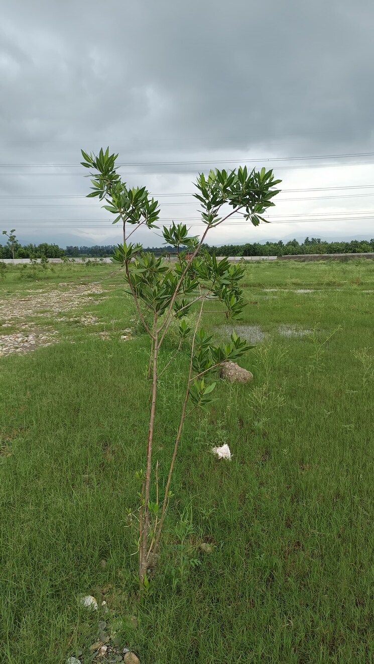 Garden, ganeshpur  920 Sq.Yd. Plot In Ganeshpur Dehradun 8908786