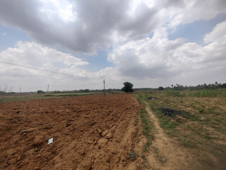 undefined, jangamakote  15 Acre Plot In Jangamakote Bangalore 8908979