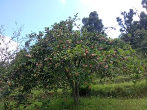  Land – Garden View at Mukteshwar - for Sale