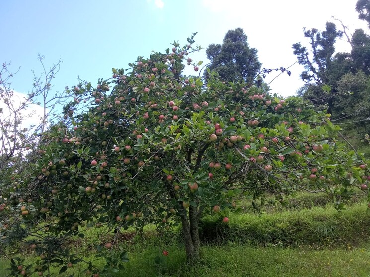 Garden, mukteshwar Commercial Land 10500 Sq.Ft. In Mukteshwar Nainital 8909187